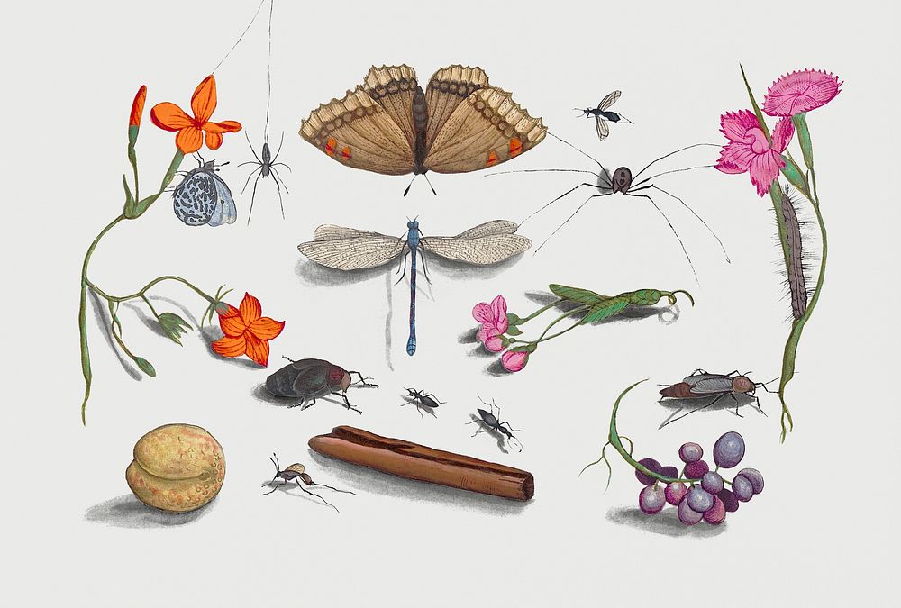 Vintage natural history ensemble illustration