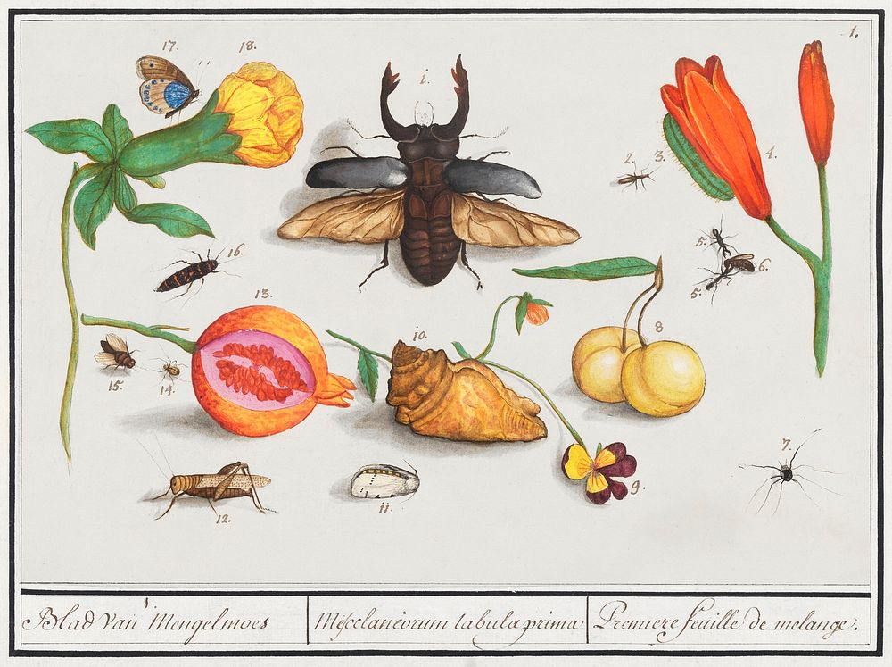 Natural History Ensemble, no. 1 (1596&ndash;1610) by Anselmus Bo&euml;tius de Boodt. Original from the Rijksmuseum.…