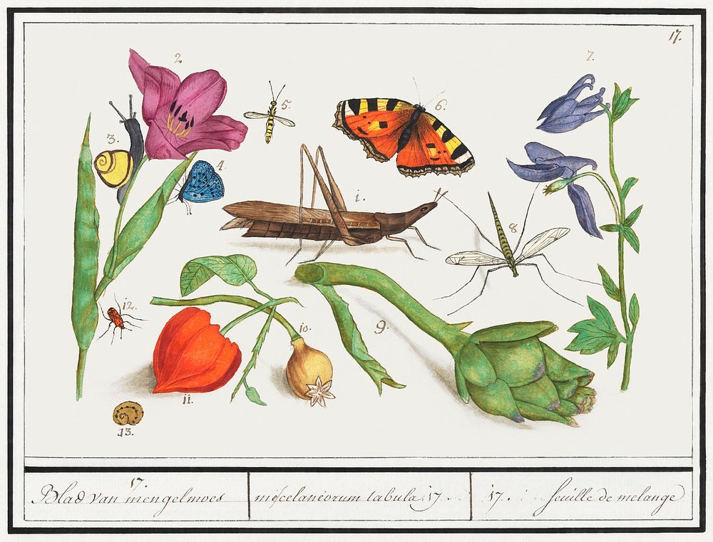Natural History Ensemble, no. 17 (1596&ndash;1610) by Anselmus Bo&euml;tius de Boodt. Original from the Rijksmuseum.…