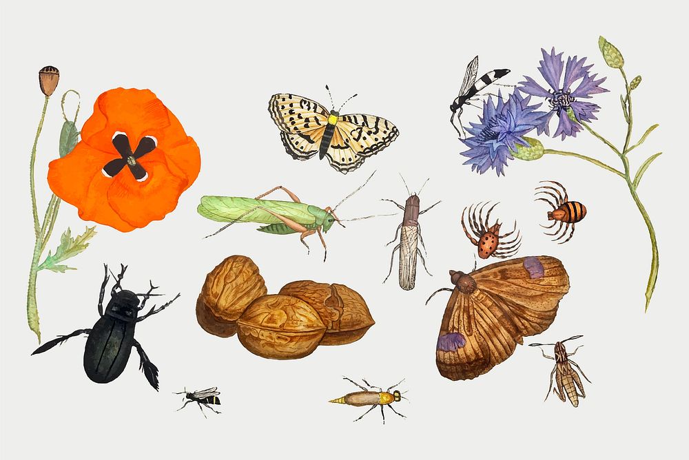 Vintage natural history ensemble illustration vector