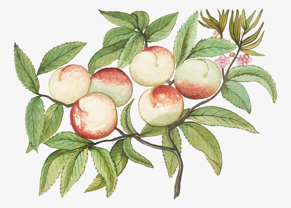 Vintage peach branch illustration in vector