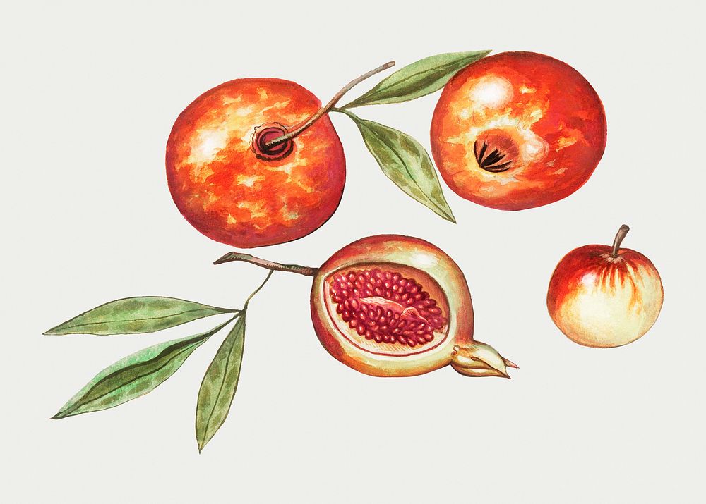 Vintage pomegrantes harvest  illustration