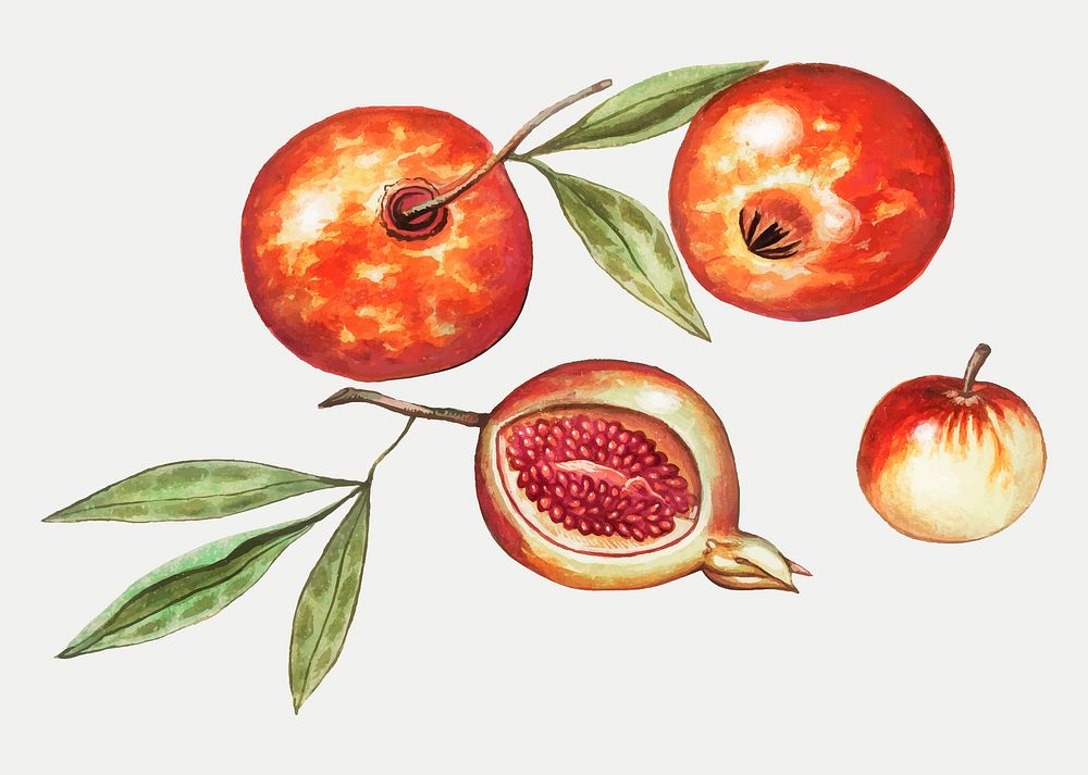 Vintage pomegrantes harvest illustration in vector