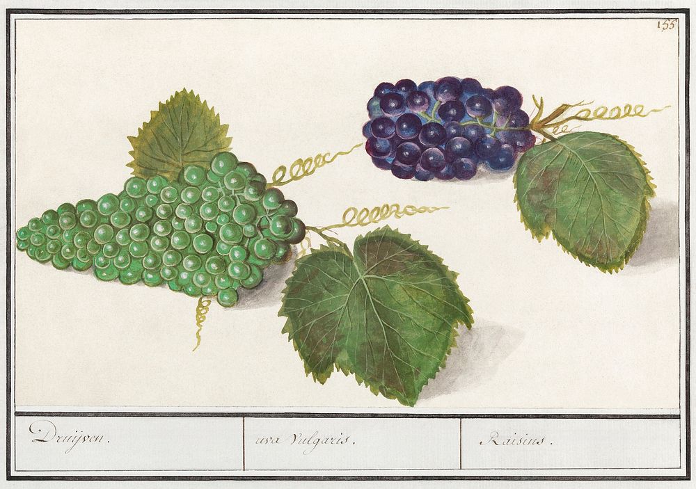 Grape, Vitis vinifera (1596&ndash;1610) by Anselmus Bo&euml;tius de Boodt. Original from the Rijksmuseum. Digitally enhanced…