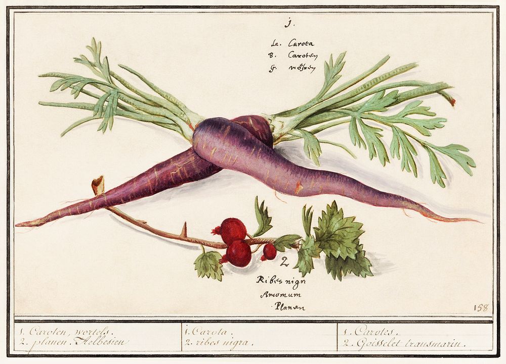 Carrot, Daucus carota and red currant, Ribes rubrum (1596&ndash;1610) by Anselmus Bo&euml;tius de Boodt. Original from the…