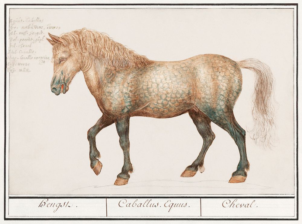 Horse, Equus ferus caballus (1596&ndash;1610) by Anselmus Bo&euml;tius de Boodt. Original from the Rijksmuseum. Digitally…