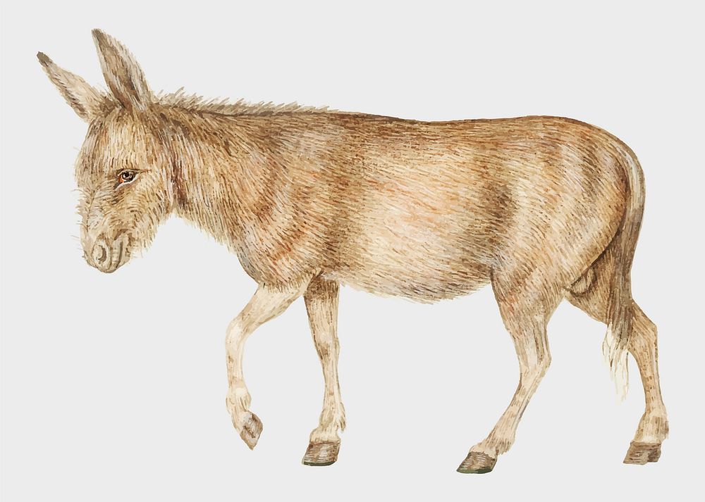 Vintage donkey illustration in vector