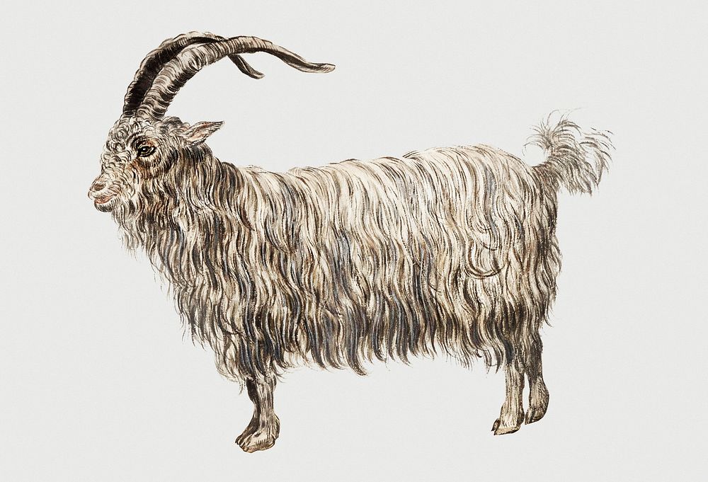 Vintage goat illustration