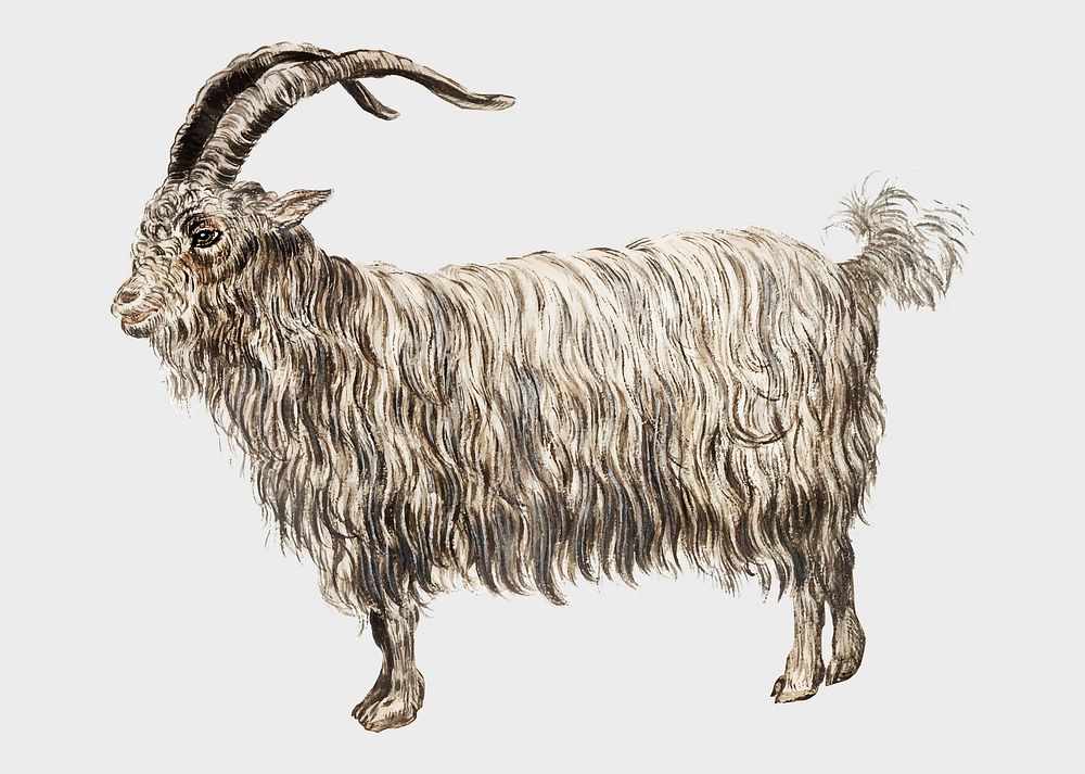 Vintage goat illustration in vector