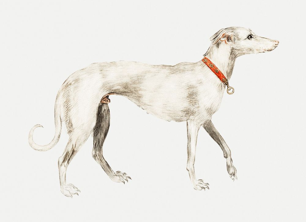Vintage greyhound illustration