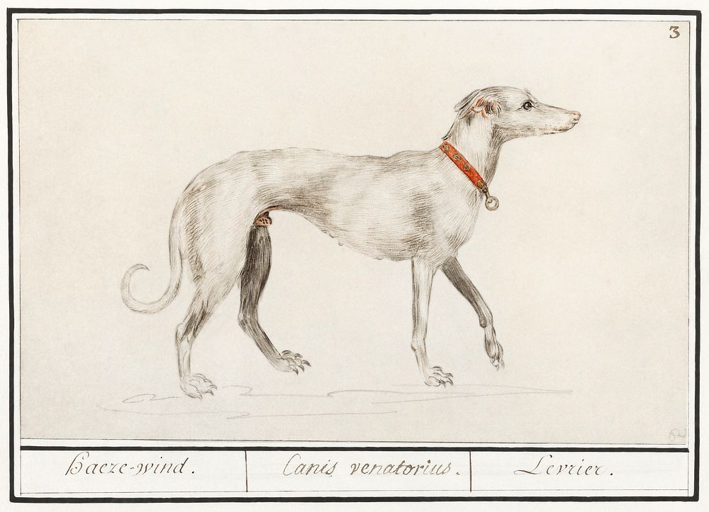 Greyhound, Canis lupus familiaris (1596&ndash;1610) by Anselmus Bo&euml;tius de Boodt. Original from the Rijksmuseum.…