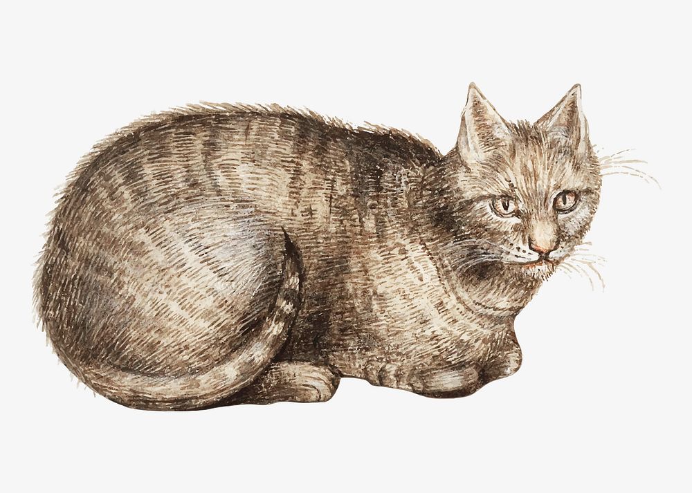 Vintage domestic cat illustration in vector