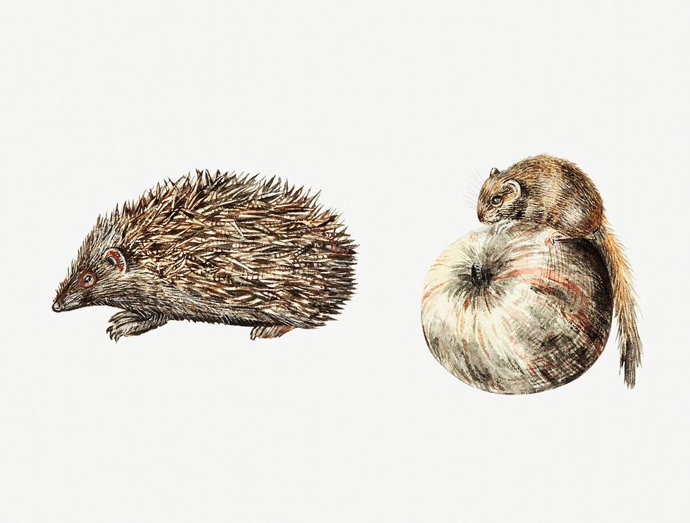 Vintage hedgehog and a hazel dormouse illustration