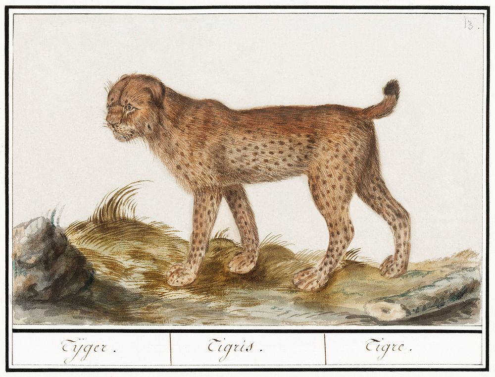 Lynx, Lynx lynx (1596&ndash;1610) by Anselmus Bo&euml;tius de Boodt. Original from the Rijksmuseum. Digitally enhanced by…