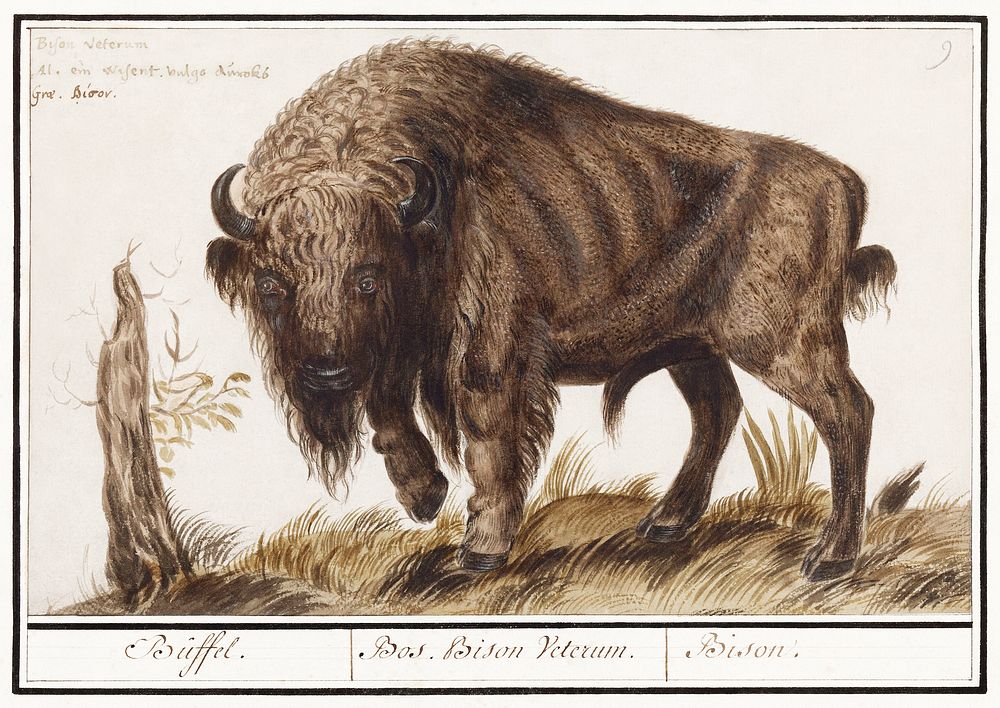Wisent or European bison, Bison bonasus (1596&ndash;1610) by Anselmus Bo&euml;tius de Boodt. Original from the Rijksmuseum.…