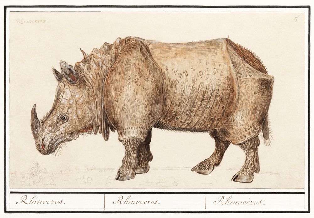 Indian rhinoceros, Rhinoceros unicornis (1596&ndash;1610) by Anselmus Bo&euml;tius de Boodt. Original from the Rijksmuseum.…