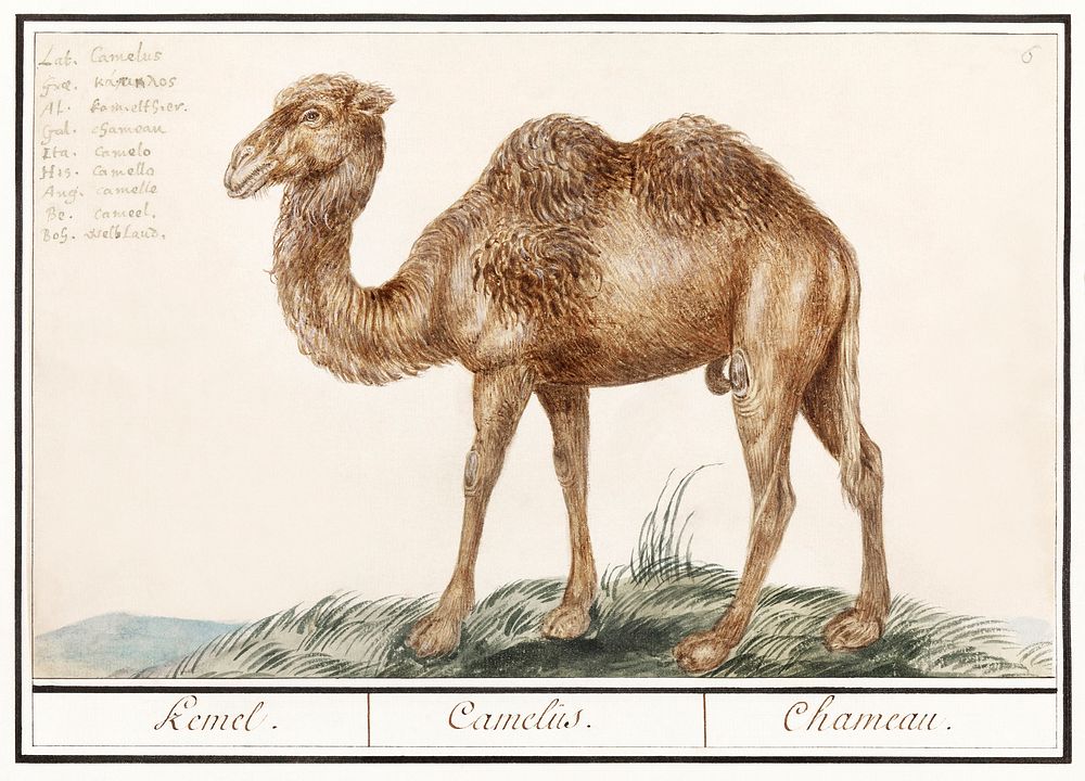 Camel, Camelus ferus bactrianus (1596&ndash;1610) by Anselmus Bo&euml;tius de Boodt. Original from the Rijksmuseum.…