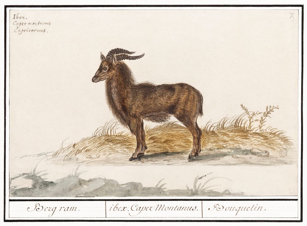 Alpine ibex, Capra ibex (1596&ndash;1610) by Anselmus Bo&euml;tius de Boodt. Original from the Rijksmuseum. Digitally…
