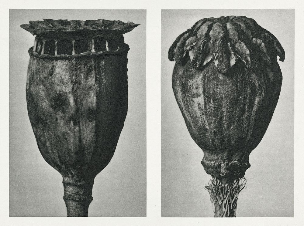 Papaver (Poppy) enlarged 6 times and 10 times from Urformen der Kunst (1928) by Karl Blossfeldt. Original from The…