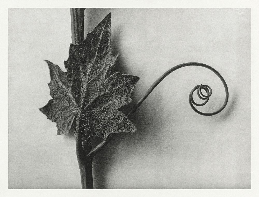 Bryonia Alba (White Bryony) enlarged 4 times from Urformen der Kunst (1928) by Karl Blossfeldt. Original from The…