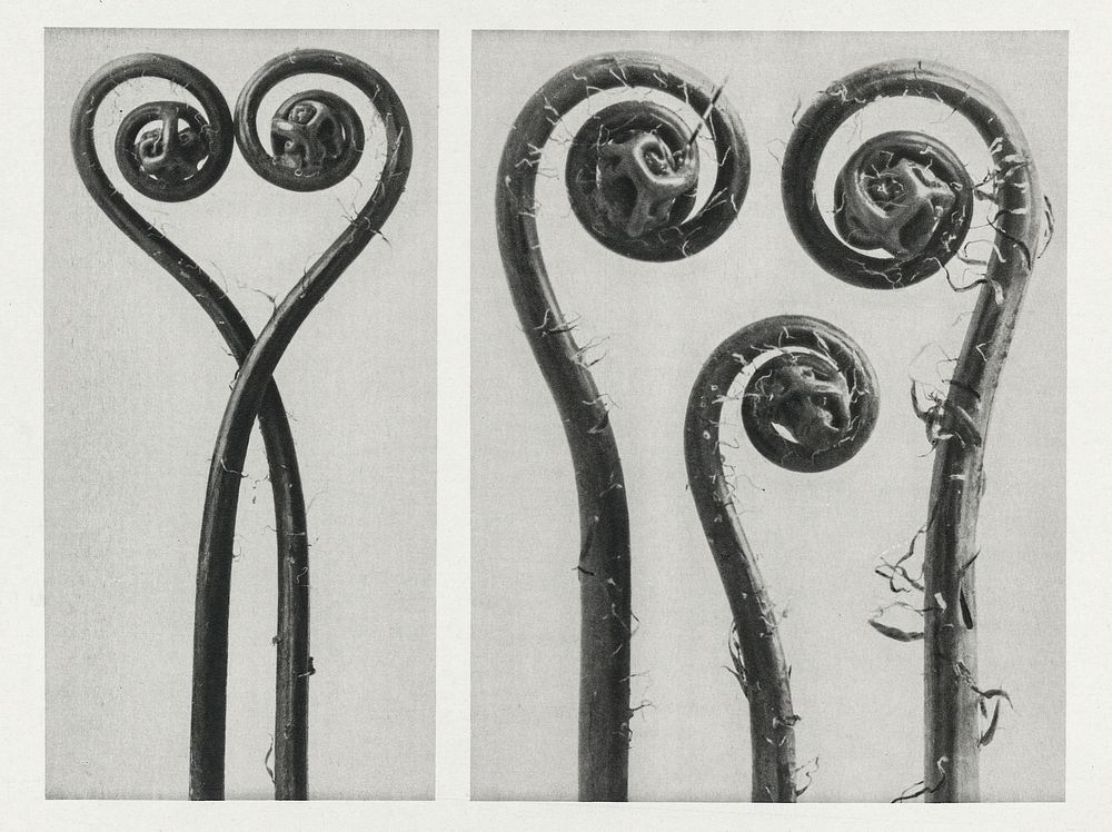Adiantum pedatum (Northern maidenhair fern) enlarged 8 times and 12 times from Urformen der Kunst (1928) by Karl Blossfeldt.…
