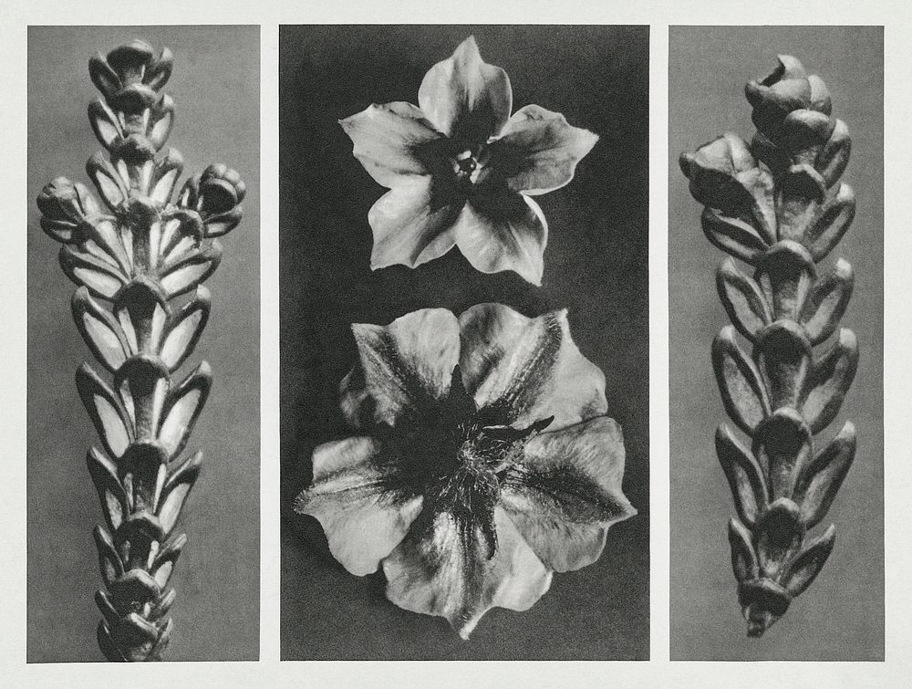 Thujopsis dolabrata enlarged 10 times,Solanum tuberosum (Potato) enlarged 5 times, andThujopsis dolabrata enlarged 10 times…