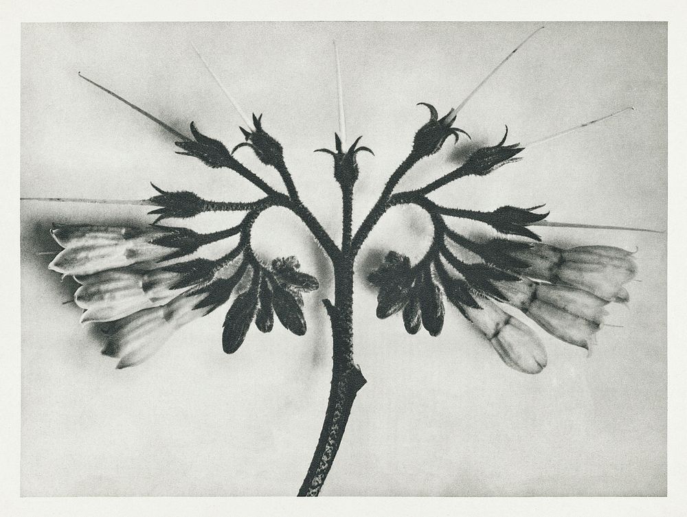 Symphytum officinale (Common Comfrey) enlarged 8 times from Urformen der Kunst (1928) by Karl Blossfeldt. Original from The…