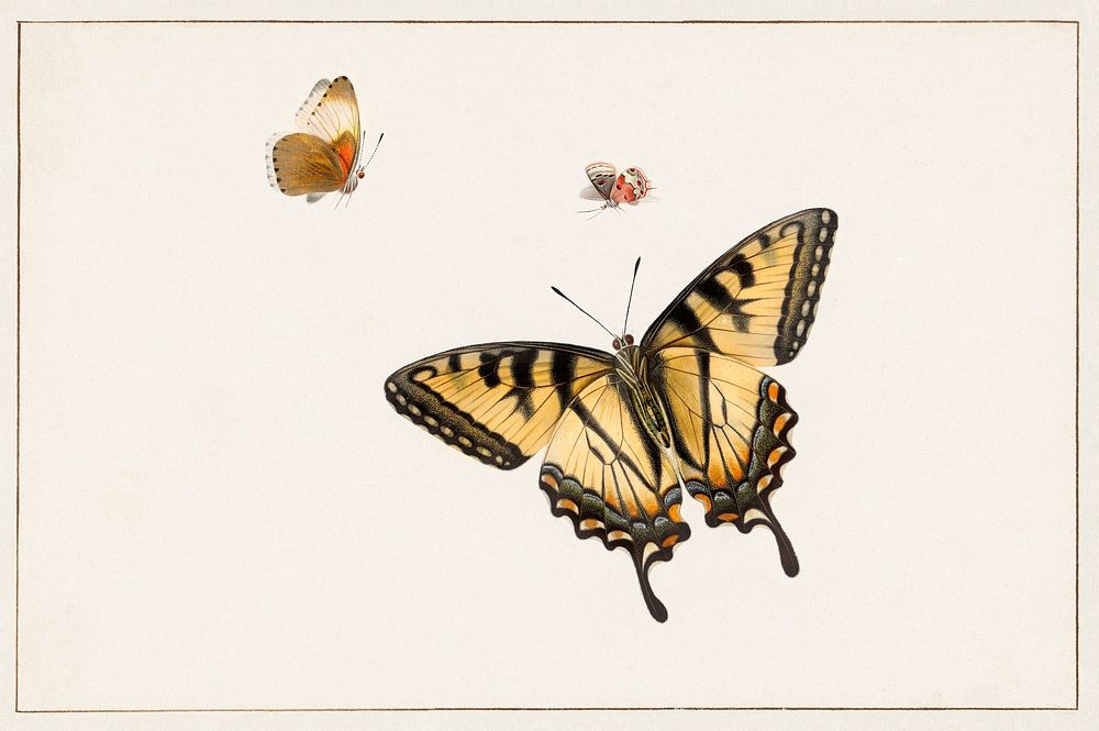 Three Butterflies by Herman Henstenburgh (c.1683-c.1726). Original from The Rijksmuseum. Digitally enhanced by rawpixel.