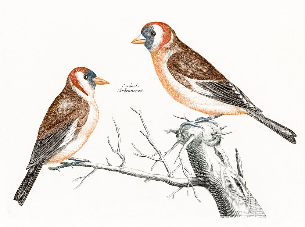 Goldfinches (1688-1698) by Johan Teyler(1648-1709). Original from The Rijksmuseum. Digitally enhanced by rawpixel.