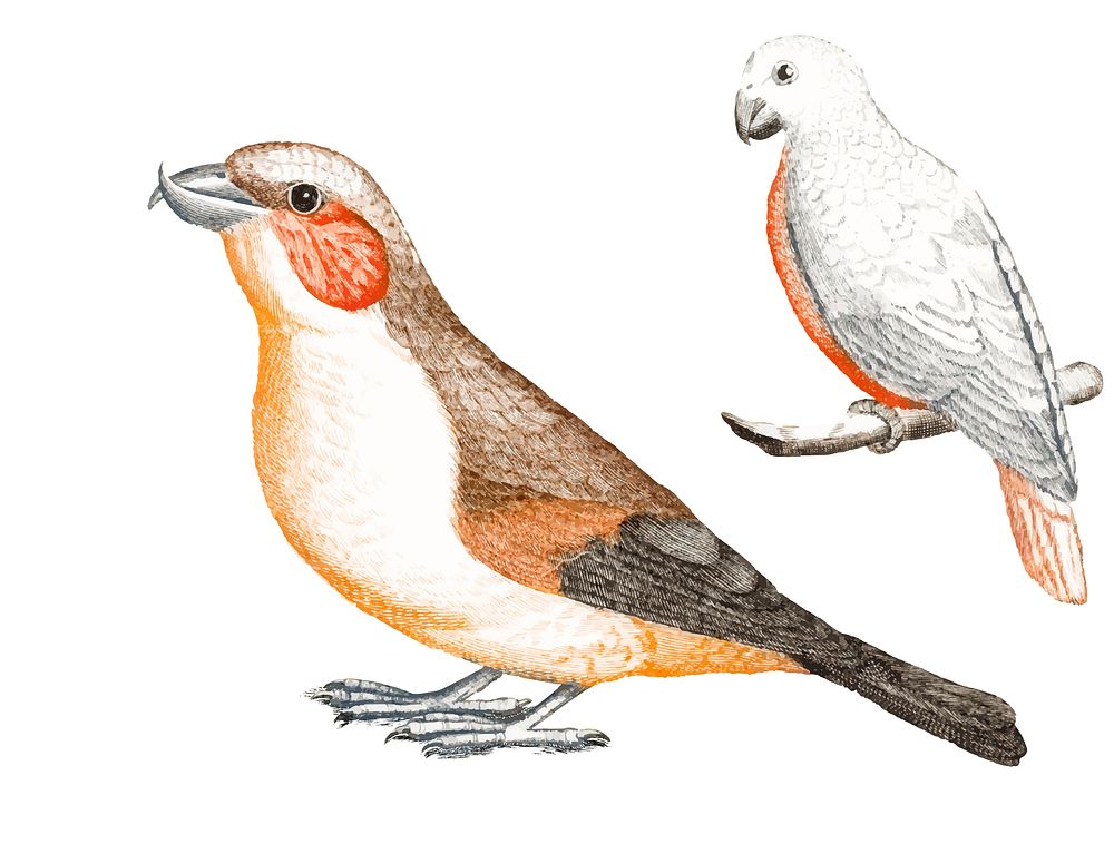 Vintage illustration of a Crossbill and a white bird