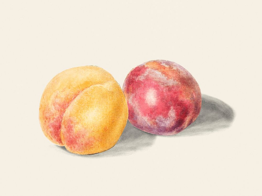 Vintage illustration of peaches