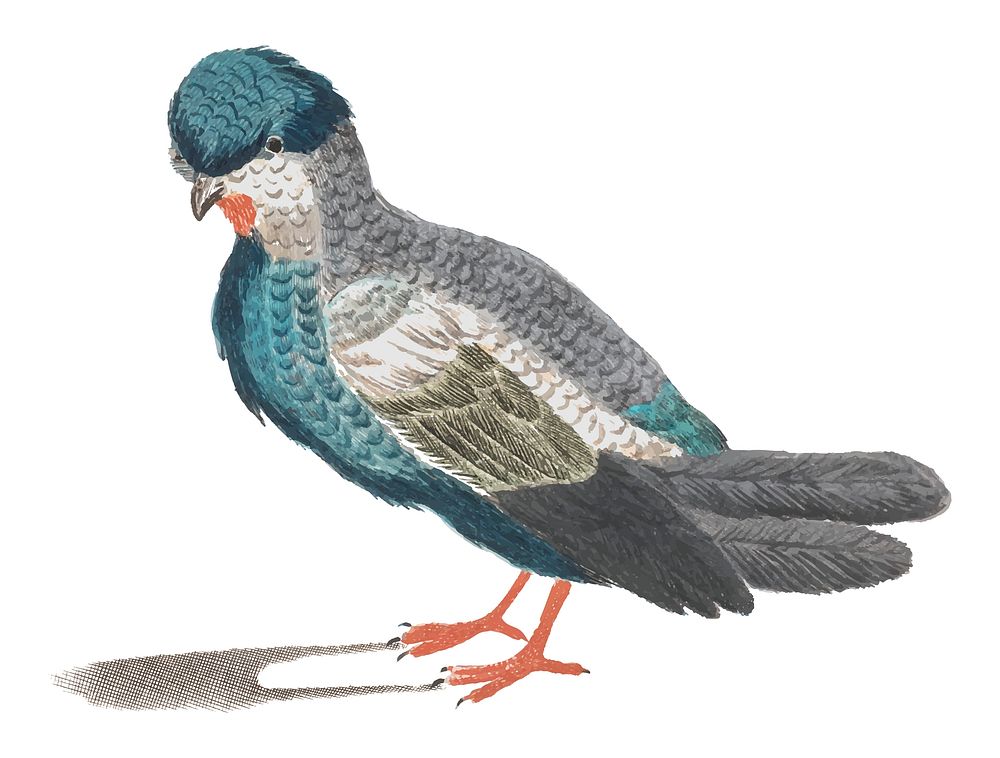 Vintage illustration of a pigeon