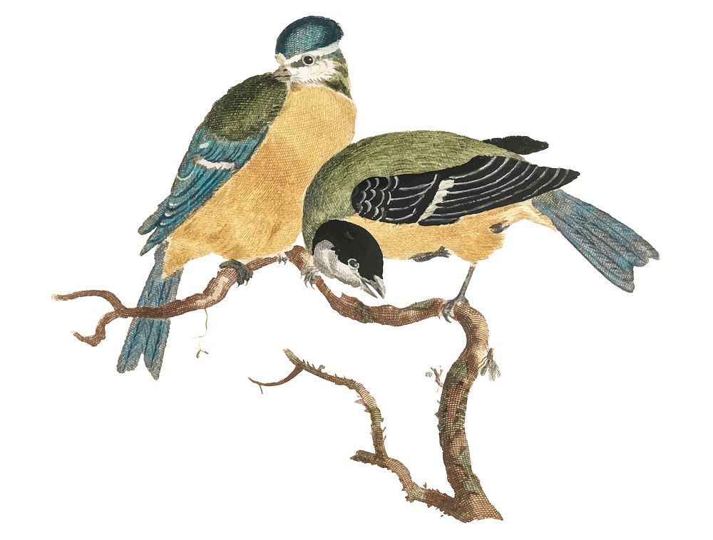 Vintage illustration of a Blue Tit and a Great Tit