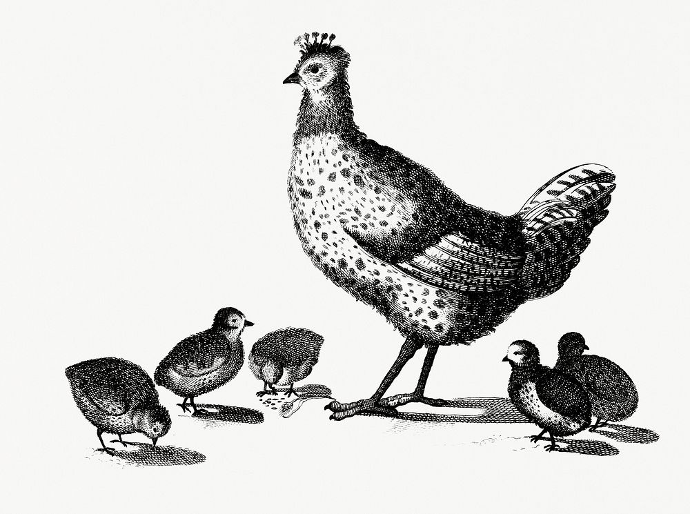 Chickens by Johan Teyler (1648-1709). Original from Rijks Museum. Digitally enhanced by rawpixel.