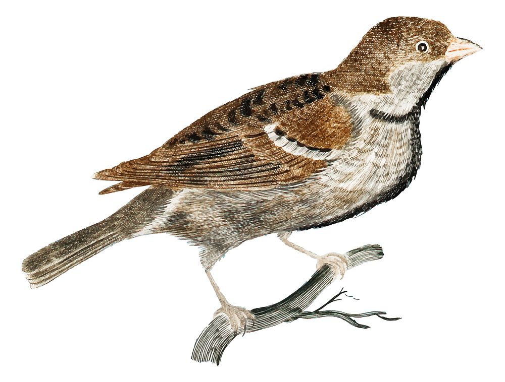 Vintage illustration of a Sparrow