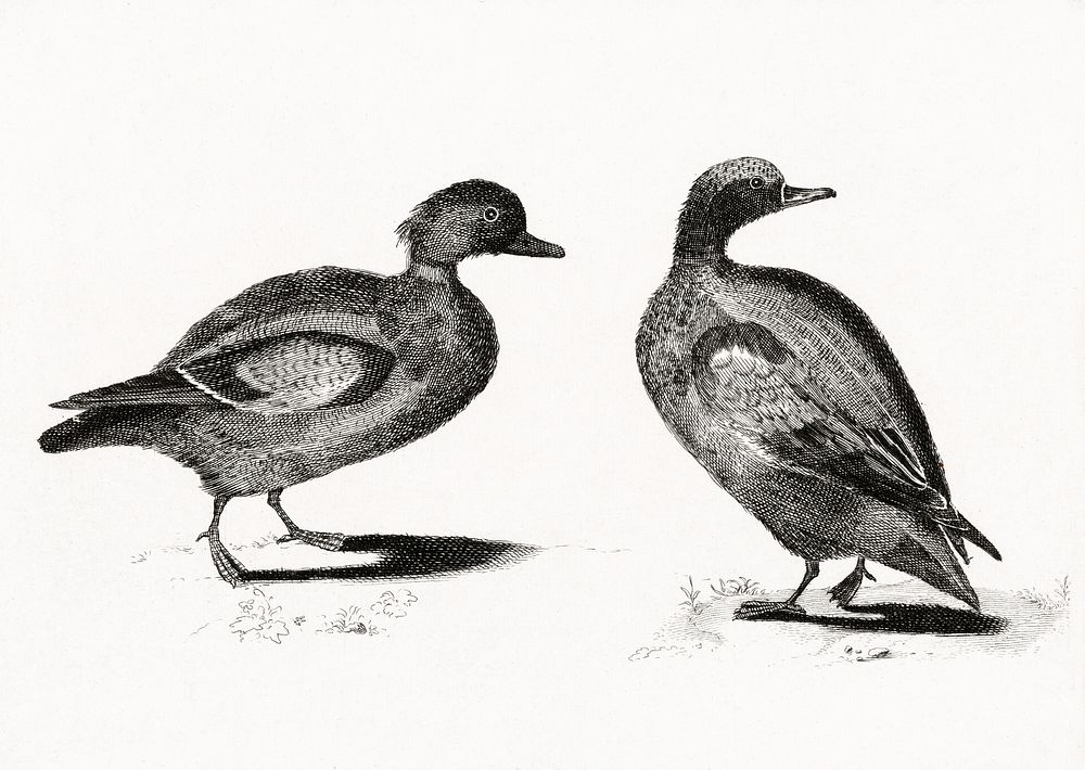 Ducks by Johan Teyler (1648-1709). Original from The Rijksmuseum. Digitally enhanced by rawpixel.