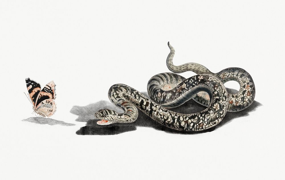 A snake with a butterfly by Johan Teyler (1648 -1709). Original from Rijks Museum. Digitally enhanced by rawpixel.