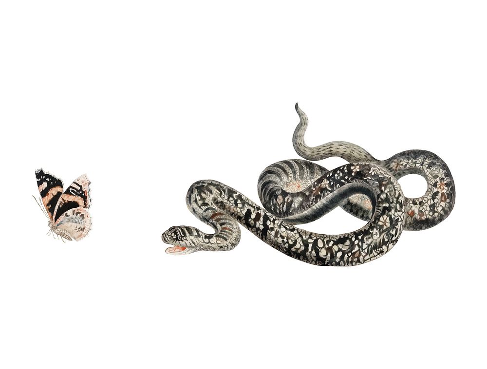 Vintage illustration of a snake