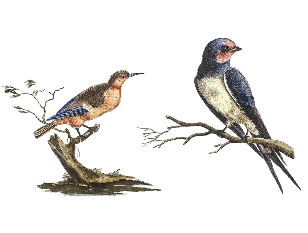 Vintage illustration of a Bee-eater and a Swallow
