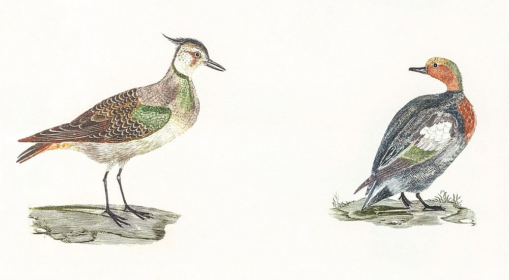 Lapwing and Duck by Johan Teyler (1648-1709). Original from The Rijksmuseum. Digitally enhanced by rawpixel.