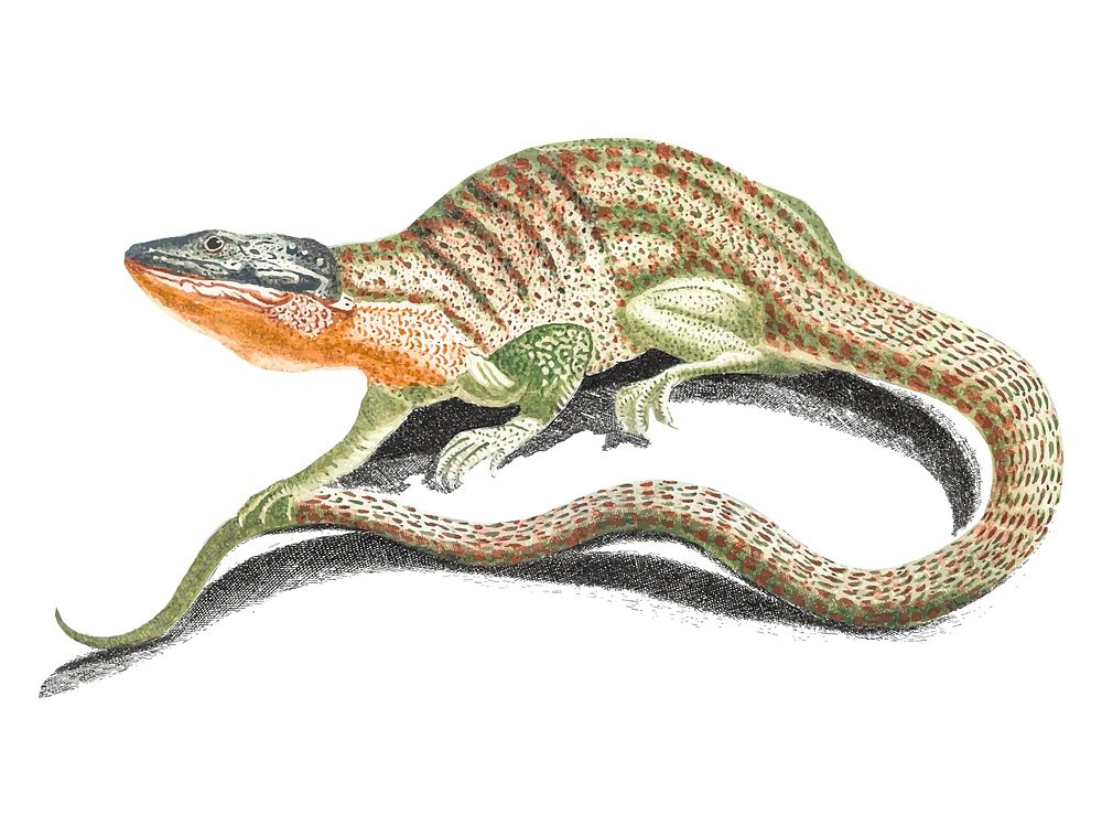 Vintage illustration of a lizard