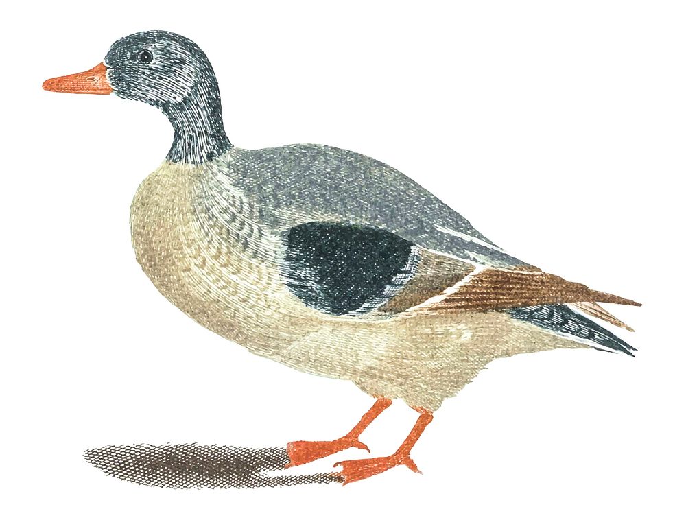 Vintage illustration of a duck
