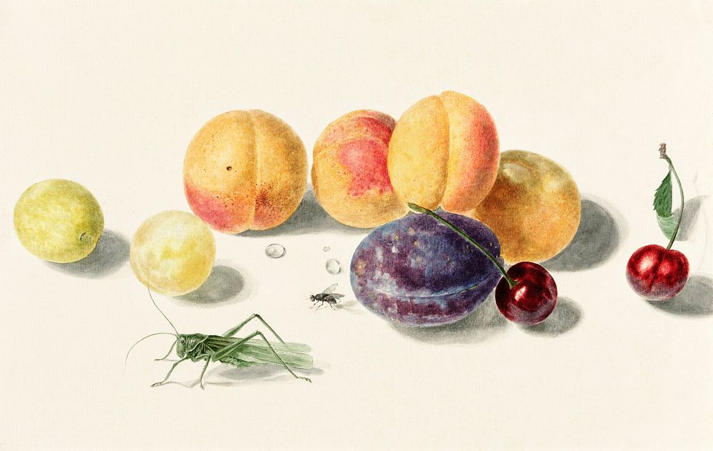 Fruits by Elisabeth Geertruida van de Kasteele, after Michiel van Huysum (1700-1800). Original from The Rijksmuseum.…