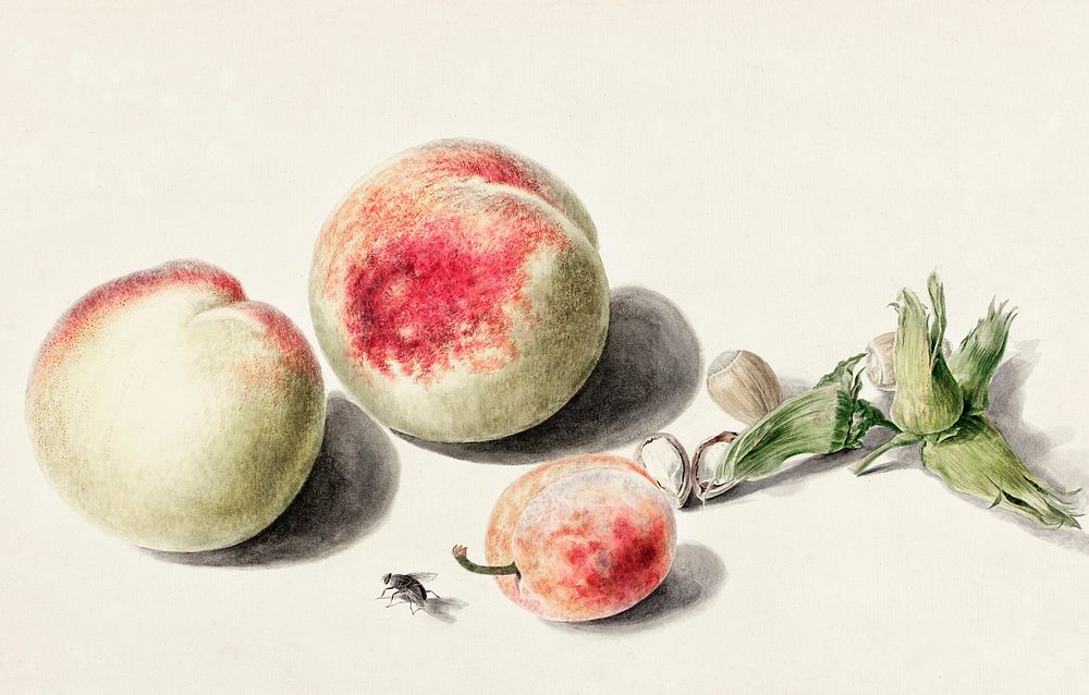 Peaches anda plum by Elisabeth Geertruida van de Kasteele, after Michiel van Huysum (1700-1800). Original from The…
