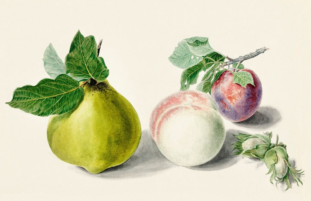 Pear and plum by Elisabeth Geertruida van de Kasteele, after Michiel van Huysum (1700-1800). Original from The Rijksmuseum.…