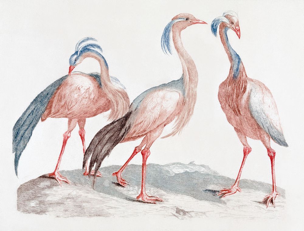 Miss Crane Birds by Johan Teyler (1648-1709). Original from The Rijksmuseum. Digitally enhanced by rawpixel.