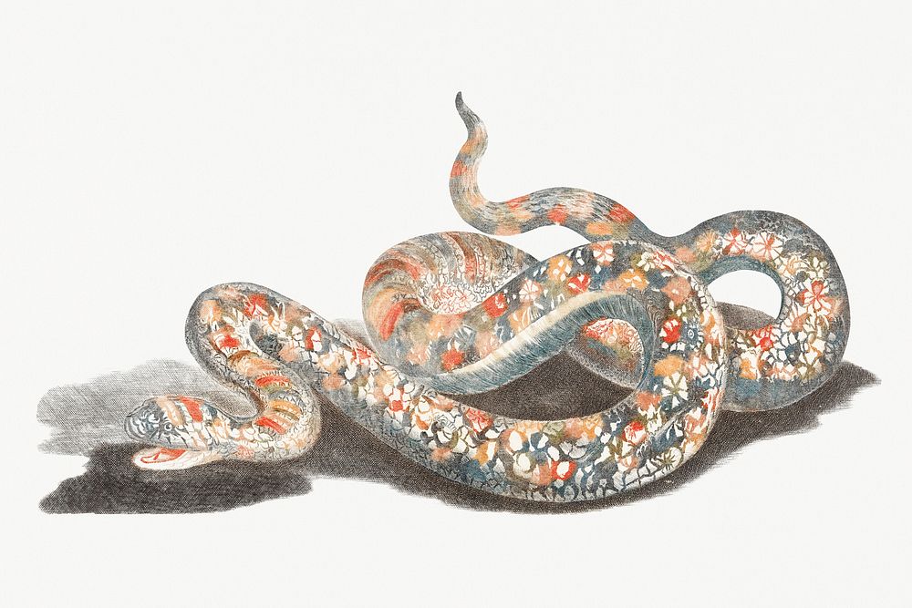 A snake by Johan Teyler (1648-1709). Original from Rijks Museum. Digitally enhanced by rawpixel.