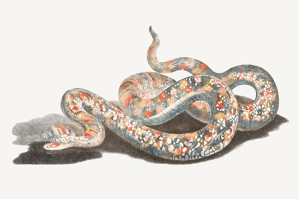 A snake by Johan Teyler (1648-1709). Original from The Rijksmuseum. Digitally enhanced by rawpixel.