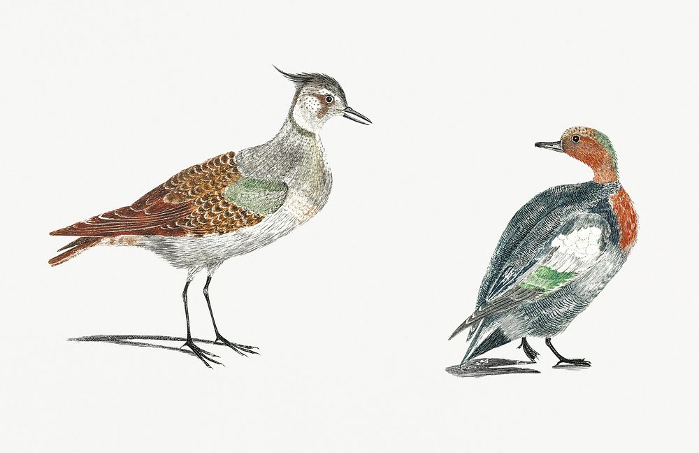 A Lapwing and a Duck by Johan Teyler (1648-1709). Original from Rijks Museum. Digitally enhanced by rawpixel.