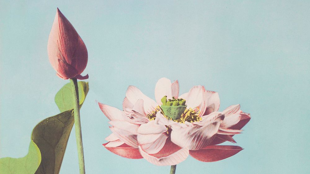 Vintage desktop wallpaper, Lotus Flowers background, remix from the artwork of Kazumasa Ogawa